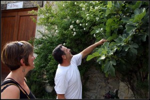 Pierre at Lo Domeni in Caillac, picking a fig
