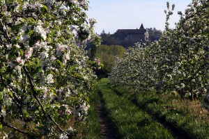 Espalais apple blossoms with Auvillar in background